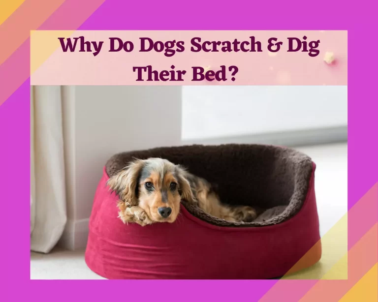 Why Does Your Dog Scratch Or Dig At It’s Bed?