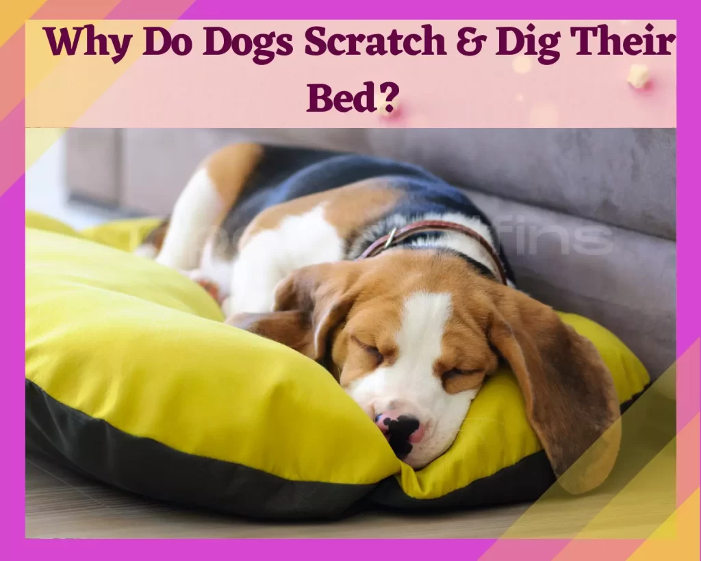 Why Does Your Dog Scratch Or Dig At It’s Bed?