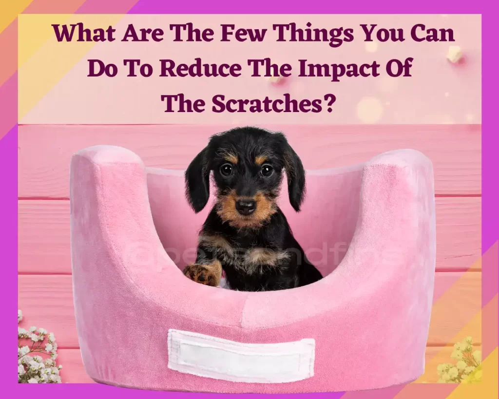 Why does your dog scratch or dig at its bed?13 Reasons. 