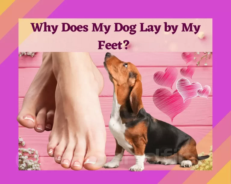 Why Does My Dog Lay by My Feet?