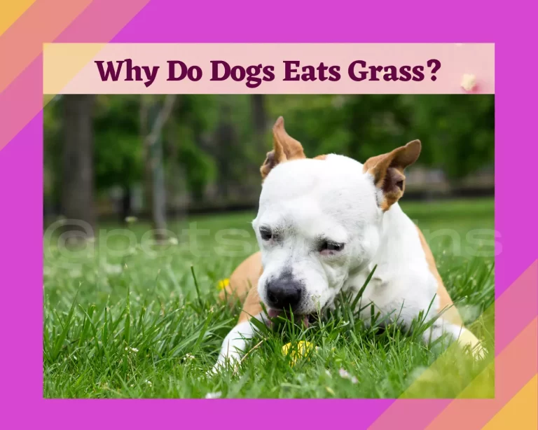 Why Do Dogs Eat Grass? Digging Deeper Into Dog Behavior