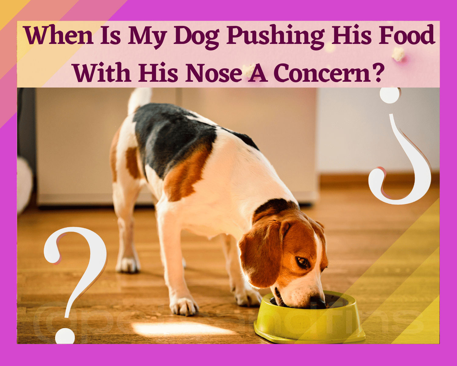 Why Does My Dog Push His Food With His Nose? PetsandFins