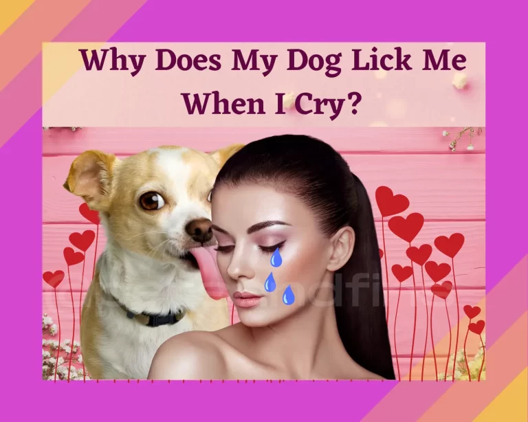 Why Does My Dog Lick Me When I Cry?