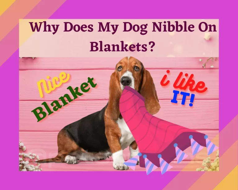 Why Does my Dog Nibble on Blankets?