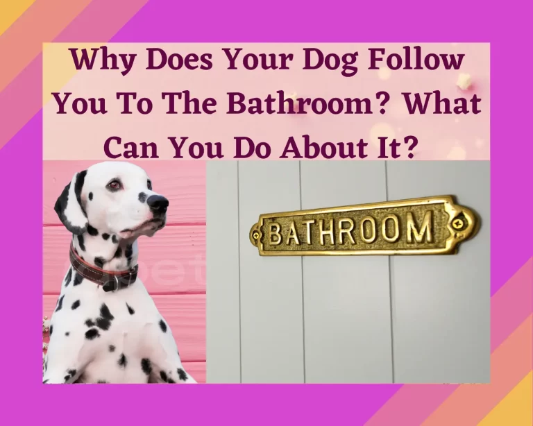 Why do dogs follow you to the bathroom? What can you do about it?