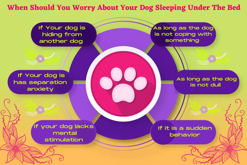 when should you worry about the dog sleeping under the bed