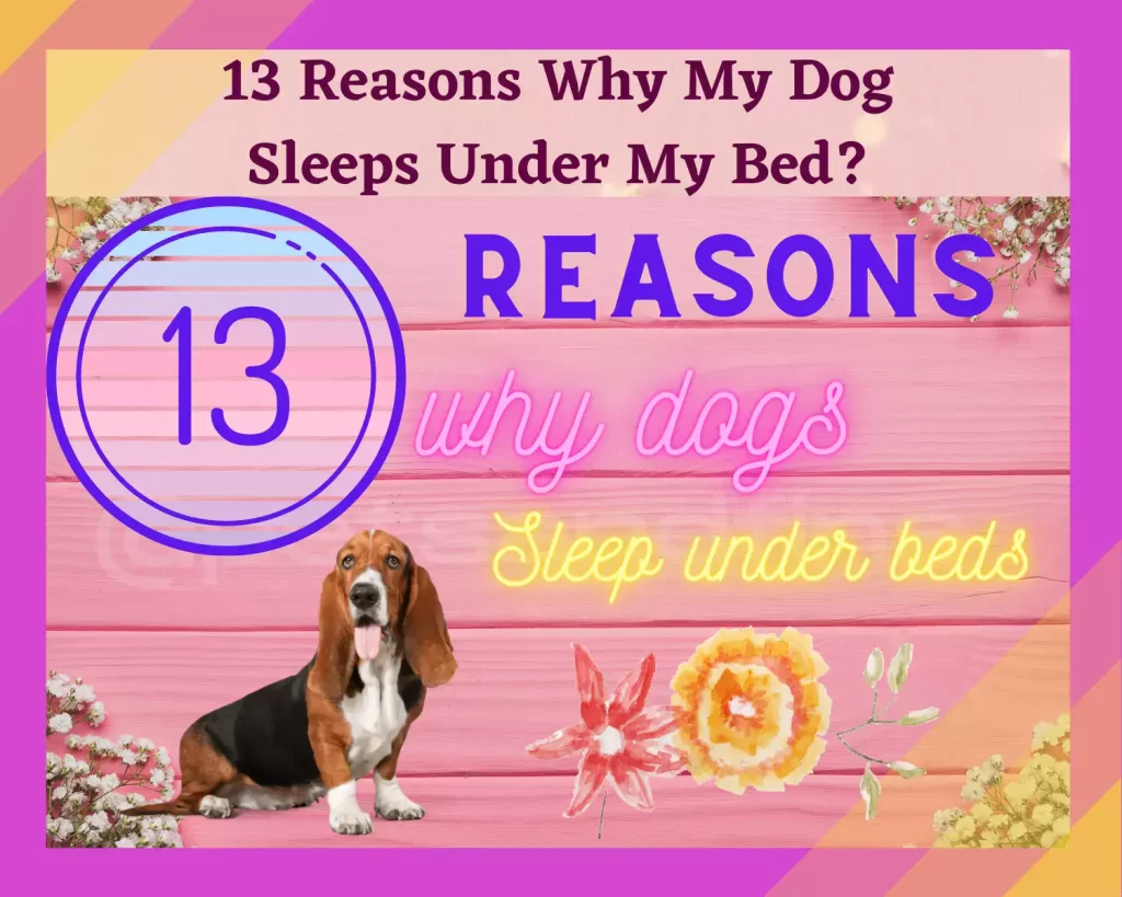 13 reasons why my dog sleeps under the bed