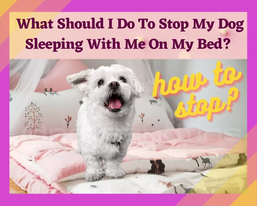 What Should I Do To Stop My Dog Sleeping With Me On My Bed?