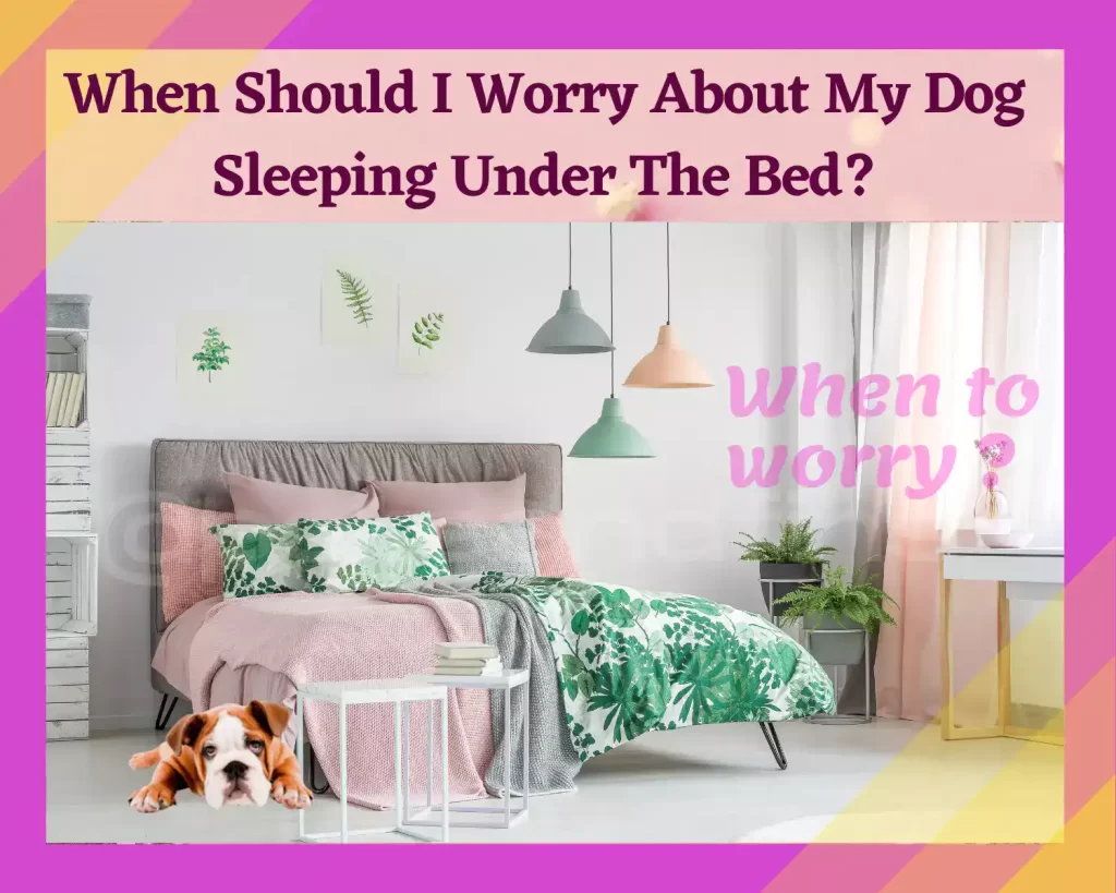 when should you worry about the dog sleeping under the bed