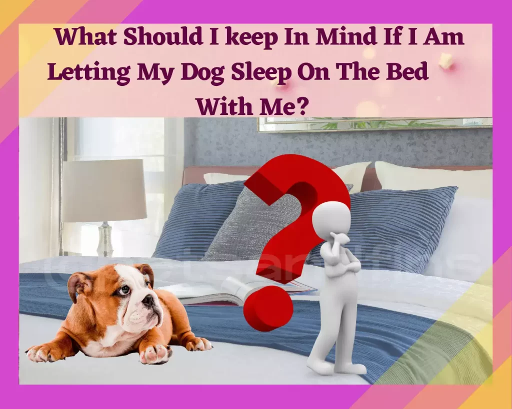 What Should I Keep In Mind If I Am Letting My Dog Sleep On The Bed With Me?