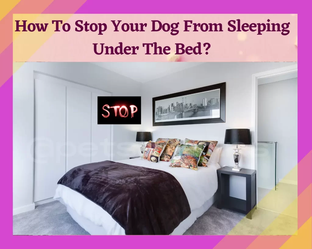 how to stop your dog from sleeping under the bed