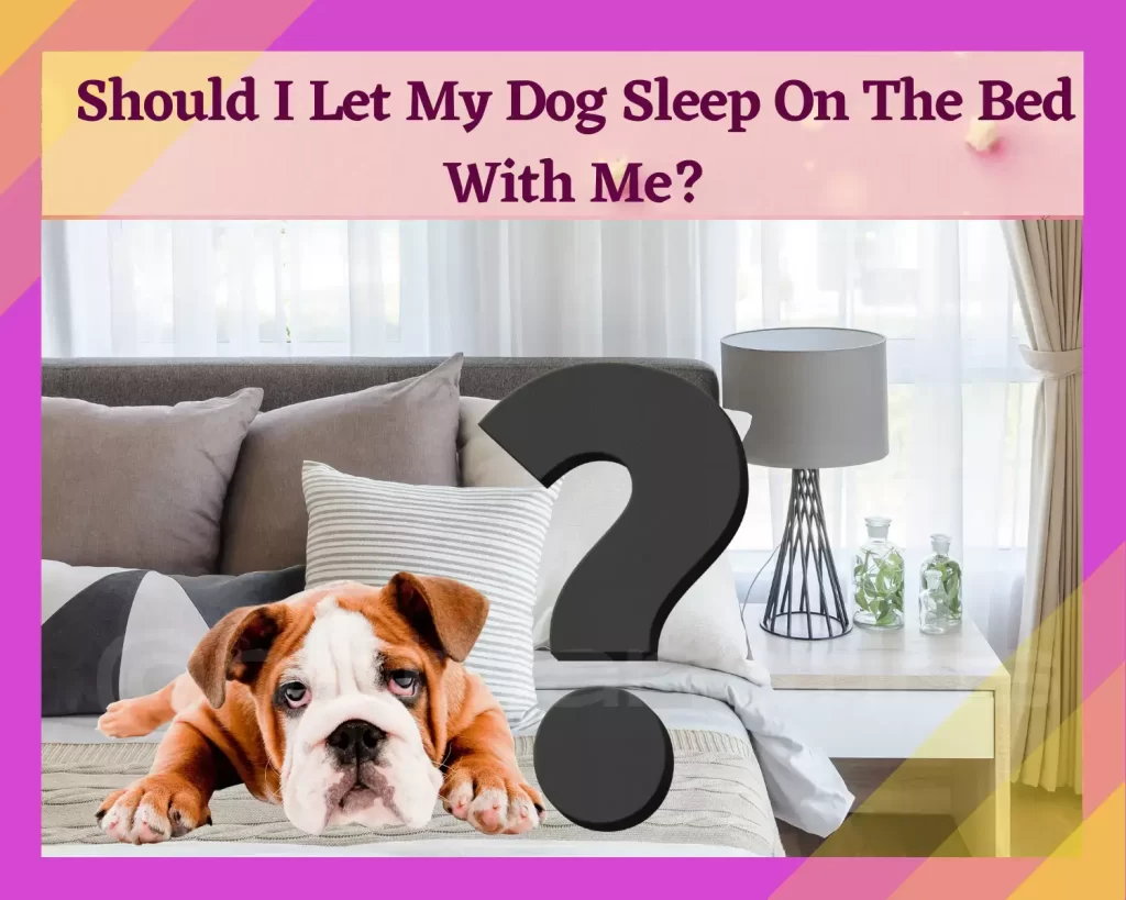 Should I Let My Dog Sleep On The Bed With Me?