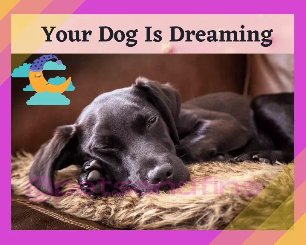 Your Dog Is Dreaming