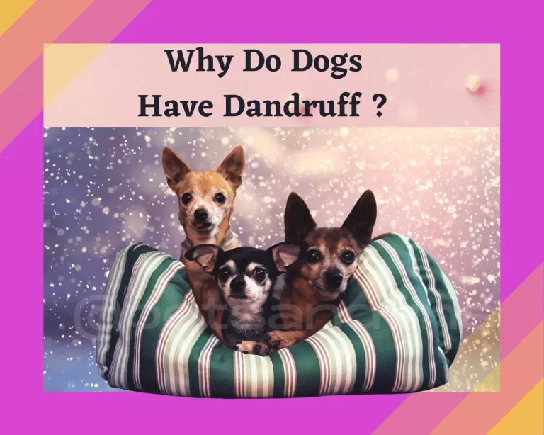 Why Does My Dog Have Dandruff? Causes & Solutions