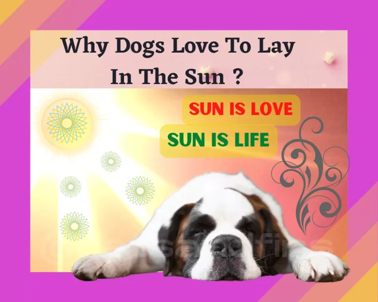 Why Dogs Love To Lay In The Sun