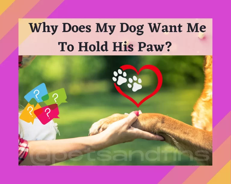 Why Does My Dog Want Me to Hold His Paw? 16 Explanations You Want To Know