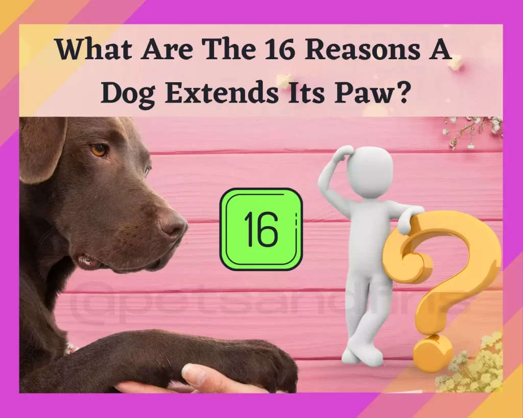 16 Reasons why your dog wants you to hold its paw 