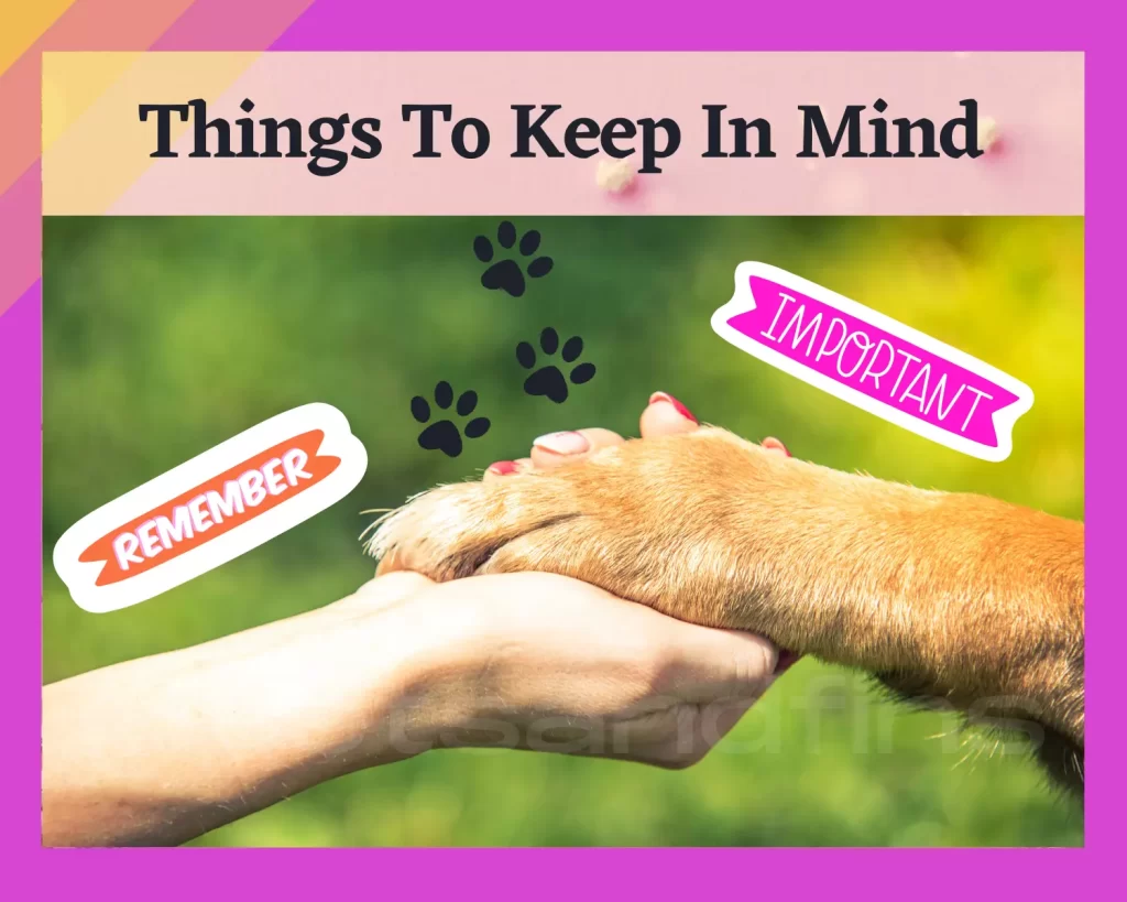 Things to Remember about dogs asking you to hold their paw