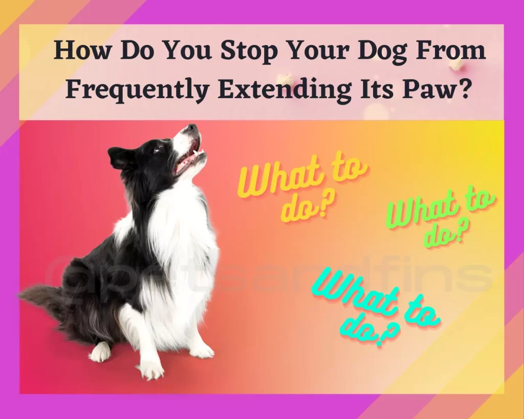 how to stop a dog from frequently extending its paw to you
