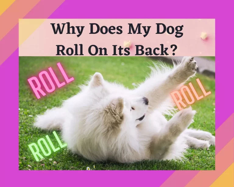 Why Does My Dog Roll on His Back When I Approach Him? – 12 Interesting Reasons To Know