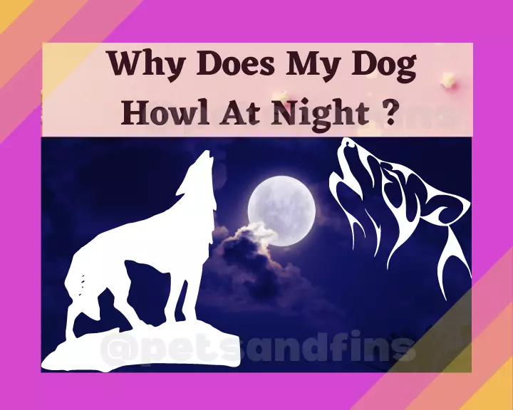 Why Do Dogs Howl At Night ? Surprising Things To Know.