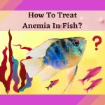 #anemiaInfish
