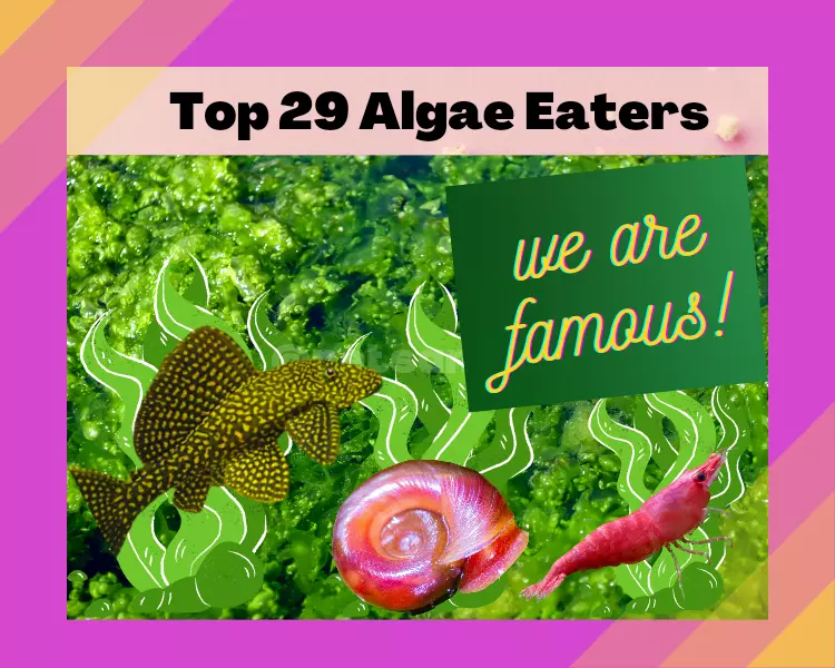 Algae Eaters – The 29 Best Ones  – Fish, Snails & Shrimps: How to Choose the Right One for Your Aquarium