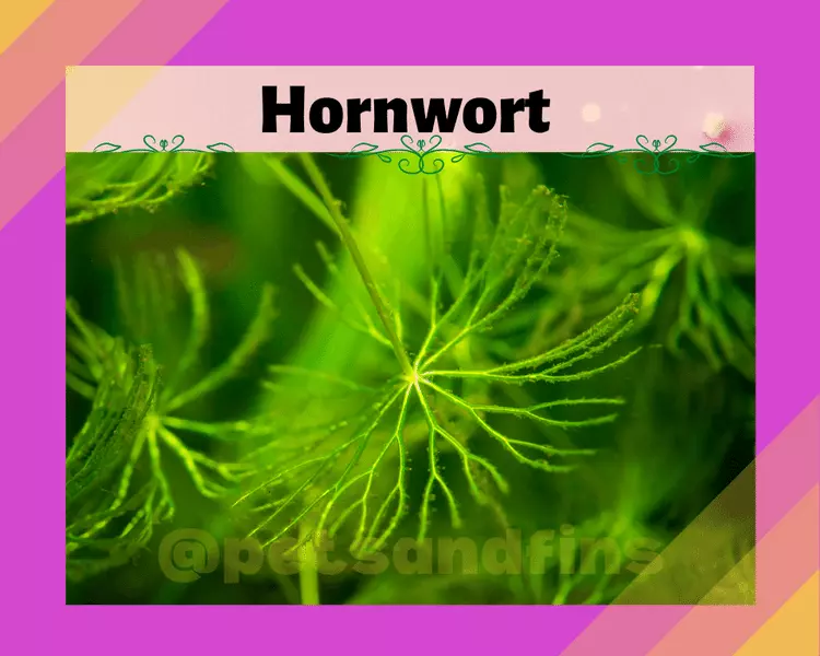 Hornwort – The Amazing & Tall Aquarium Plant