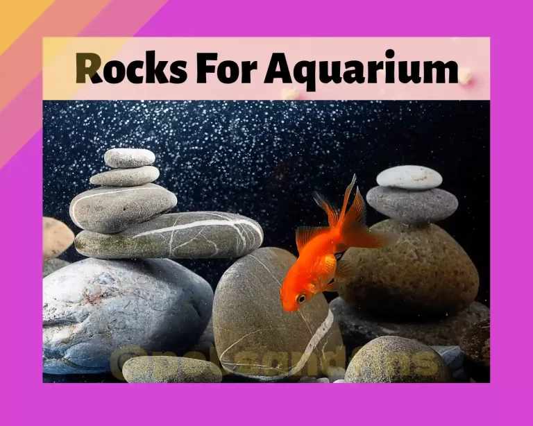 Rocks For Aquarium – Amazing Utility