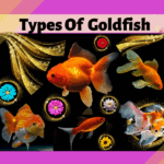 Goldfish types featured image