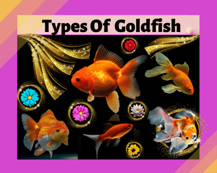 Types Of Goldfish - The Amazing 29 Varieties