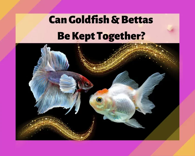 Can Goldfish And Betta Fish Be Kept Together?