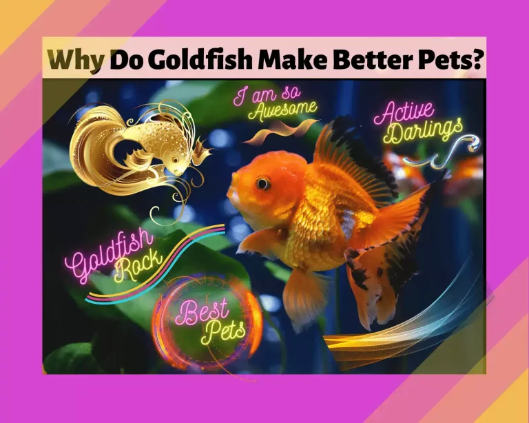 Why Do Goldfish Make Better Pets?