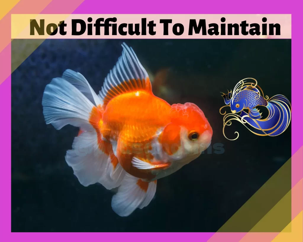 Why Do Goldfish Make Better Pets? 16 Awesome Reasons 