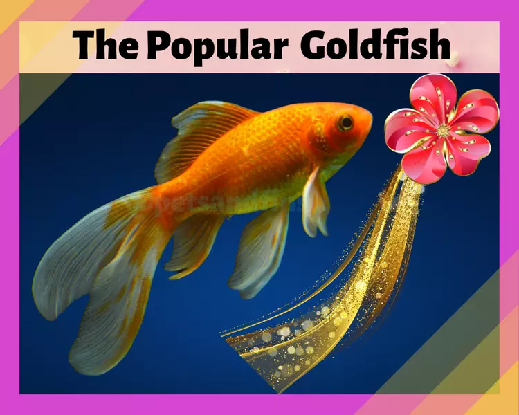 Types of Goldfish - The Amazing Varieties