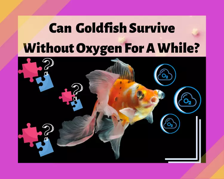 Can Goldfish Live Without Oxygen?