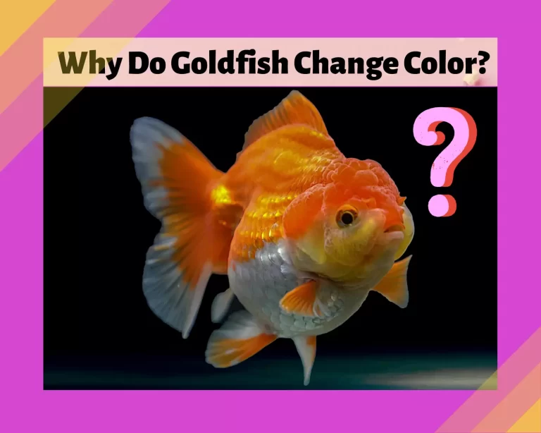 Why Do Goldfish Change Color? From Brilliant To Dull?