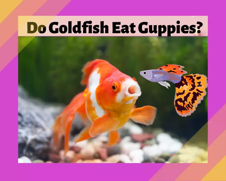 Will Goldfish Eat Guppies? 10 Amazing Facts