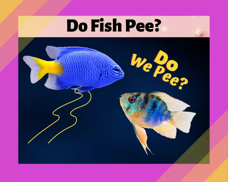 do-fish-pee-stunning-facts-11-facts-for-you