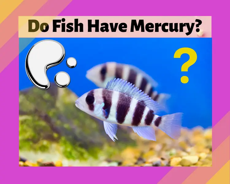 Do Fish Have Mercury? Stunning Discoveries