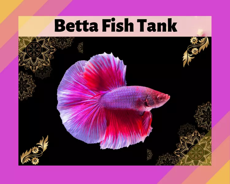 Betta Fish Tank! Useful Tips.