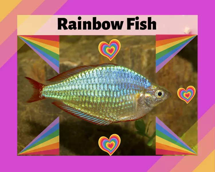 Rainbow Fish - The Colorful Sweetheart! 17 Pointers