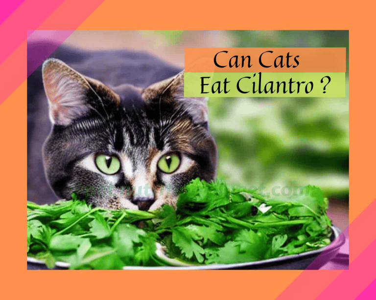 Should I Feed My Cat Cilantro? 13 Amazing Aspects!