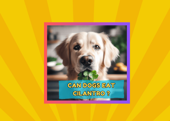 Can Dogs Eat Cilantro ?