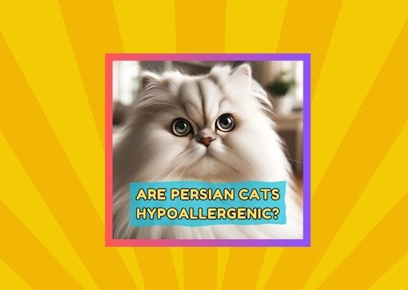 Are Persian Cats Hypoallergenic?