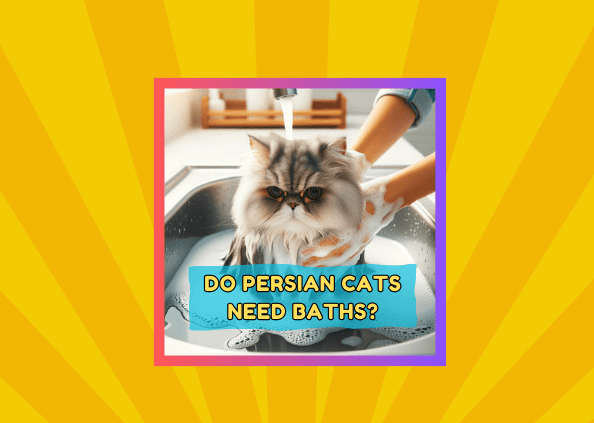 Do Persian cats need baths?How Often Should You Bathe Your Persian Cat? 