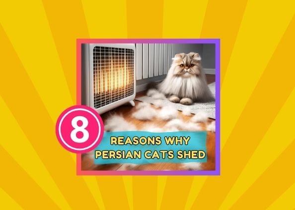 8 Surprising Reasons Why Your Persian Cat Is Shedding Excess Hair!