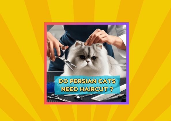 Persian Cats and Grooming: Do They Need Haircuts?