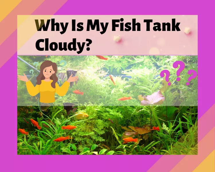 why-is-my-fish-tank-cloudy-14-reasons-petsandfins