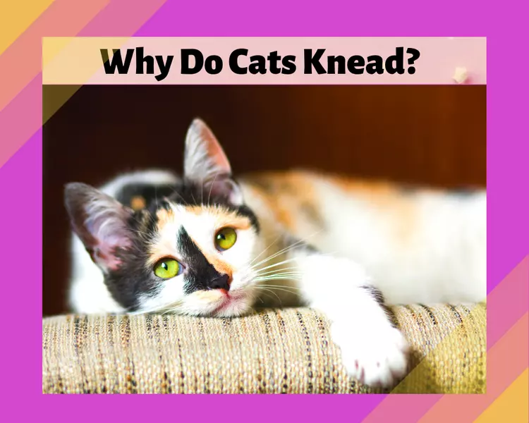 Why Do Cats Knead? 10 Surprising Reasons.